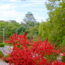 大阪城公園の彼岸花