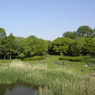 緑地