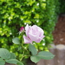 薔薇園で 2