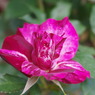 Exciting Rose