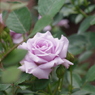 Rose Garden 3