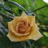 Yellow Rose 2