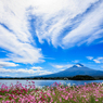 秋桜と富士山　面白い雲