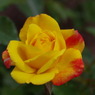 Japanese pumpkin colour 