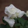 White Rose