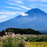 秋の詰め合わせと富士山