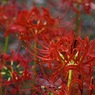 P1090731