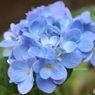 秋雨降るころ