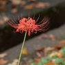 西方寺の彼岸花その１