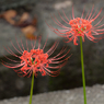 西方寺の彼岸花その２