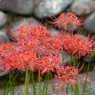 西方寺の彼岸花その１２