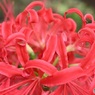 おしゃれ花弁