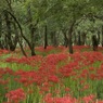 四万十川秋