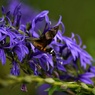 サワギキョウの蜜を吸うヒメクロホウジャク