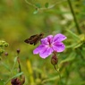 アサマフウロの蜜を吸うイチモンジセセリ