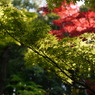 大徳寺　高桐院 2