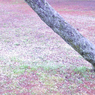 京都御苑の桜-4