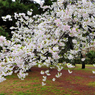 京都御苑の桜-7