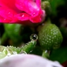 『Rain drops』バランス