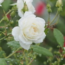 山下公園のバラその１