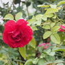 山下公園のバラその３