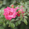 山下公園のバラその４
