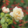 山下公園のバラその５