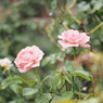山下公園のバラその７