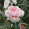 山下公園のバラその８