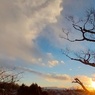 雲と枯木と夕日２