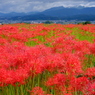 九品寺の彼岸花