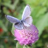 野原の中の花壇で