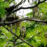 ゴイサギ幼鳥.一休み