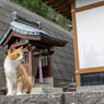 お寺でおにゃ
