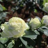 緑がかった花弁が個性的