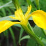 正覚寺の花