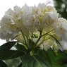 正覚寺の紫陽花