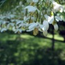 エゴノキの花