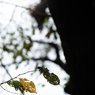autumn for tokyoites 2023