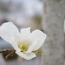 CHO_5789