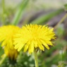 CHO_5883