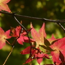 紅葉
