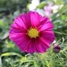 花弁は何枚だっけ？