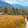 尾瀬草紅葉2015(41)