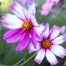 異色の花弁