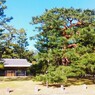 京都御苑の赤松