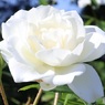 真っ白な薔薇