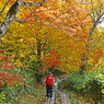 尾瀬草紅葉2015(49)
