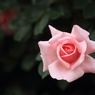 薔薇　- ピンク -
