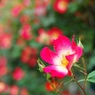 In the reose garden